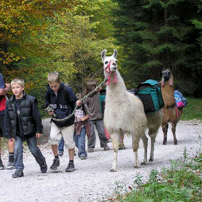 Ötztal Lama |mit uns die Berge erleben!